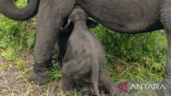 Lahir Bayi Gajah Sumatera di SM Padang Sugihan Banyuasin, BKSDA Sumsel Menyambut Gembira