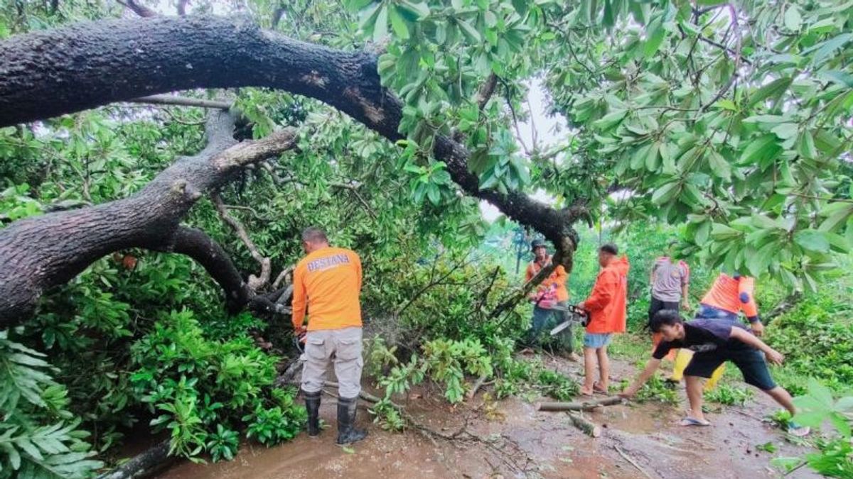 Kencang风和Tumbang 树木在Kudus Central Java 造成 10 所房屋受损