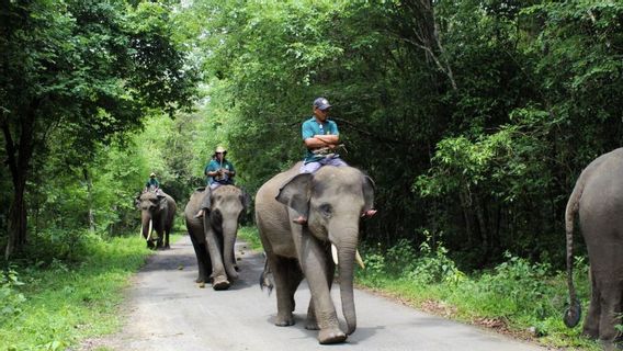 Greeting The Sumatran Elephants In Way Kambas National Park