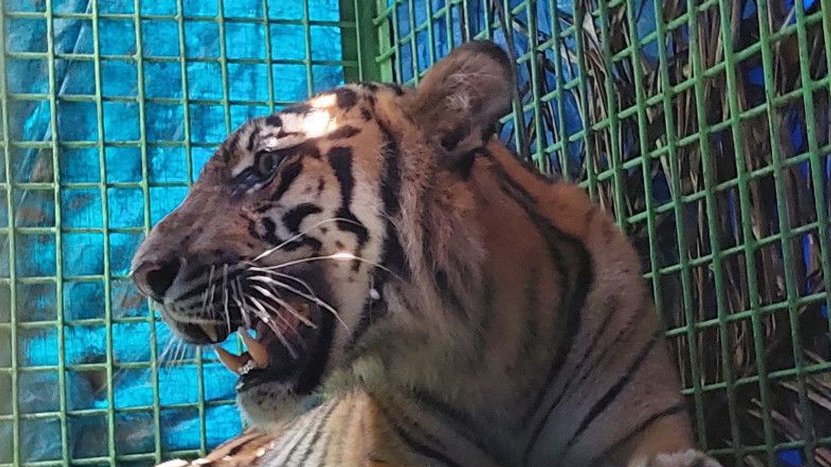 BKSDA Bengkulu Evakuasi Harimau yang Masuk Perangkap