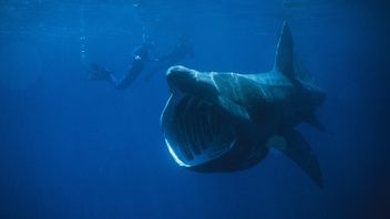 British Researcher Surprised To Reveal Basking Shark Pre-mating Rituals