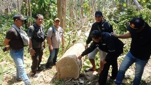 使用摩托车运输木材Jati,Tambakrejo Malang的男子涉嫌犯有欺凌行为被捕