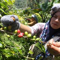  Keren, Astra Gandeng Dua Kementerian Lepas Ekspor Kopi Aceh Gayo ke Pasar Dunia