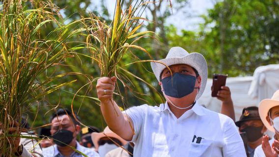 Sentuhan Teknologi dalam Budidaya Padi Gogo adalah Solusi agar Lahan Kering di Indonesia Jadi Produktif