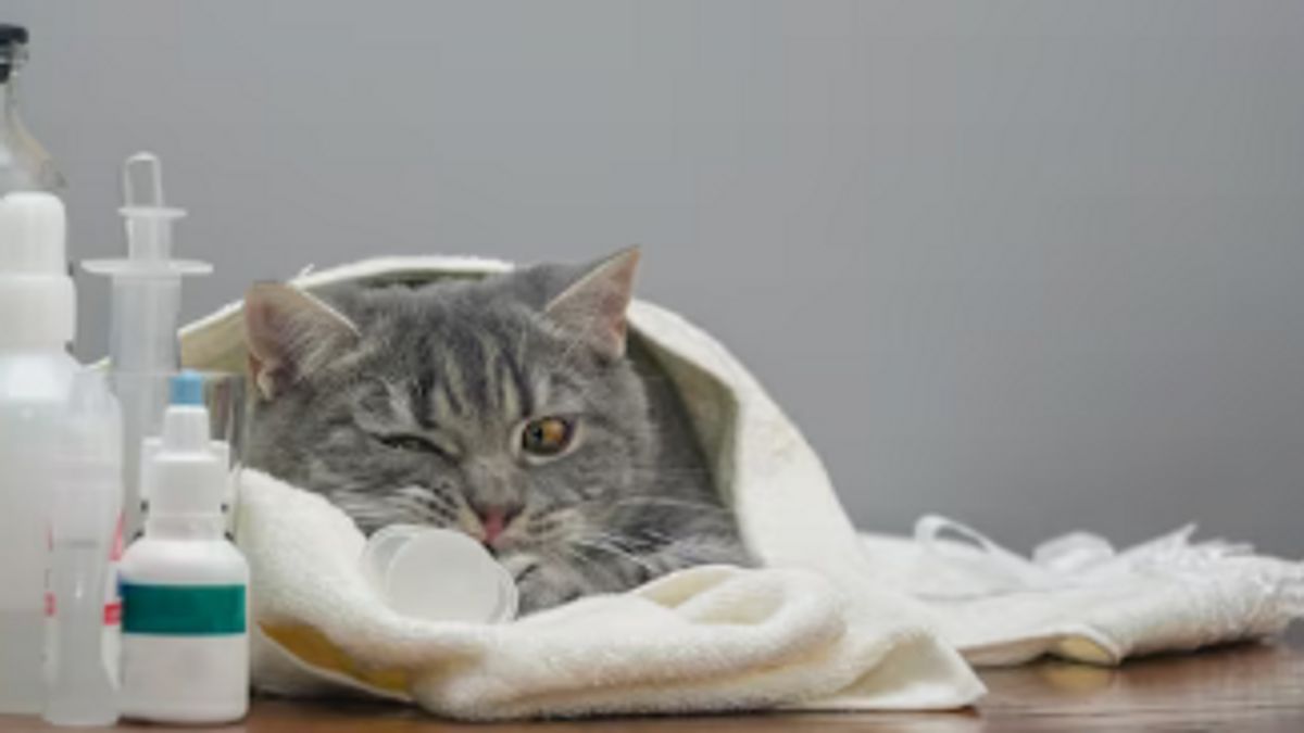 Asthma In Cats, The Cause Is Allergy That Needs To Be Treated Immediately