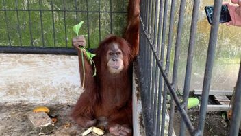 This Is The Orangutan At The Regent's House Langkat Issues A Wind War Plan, There Are 6 Other Animals Confiscated