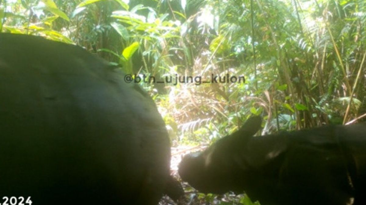 TN Ujung Kulon乗算1人の居住者、ジャワサイの子がカメラに記録