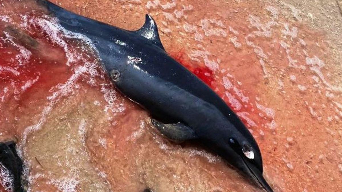 Dolphin Dead In Gili Air Waters, North Lombok
