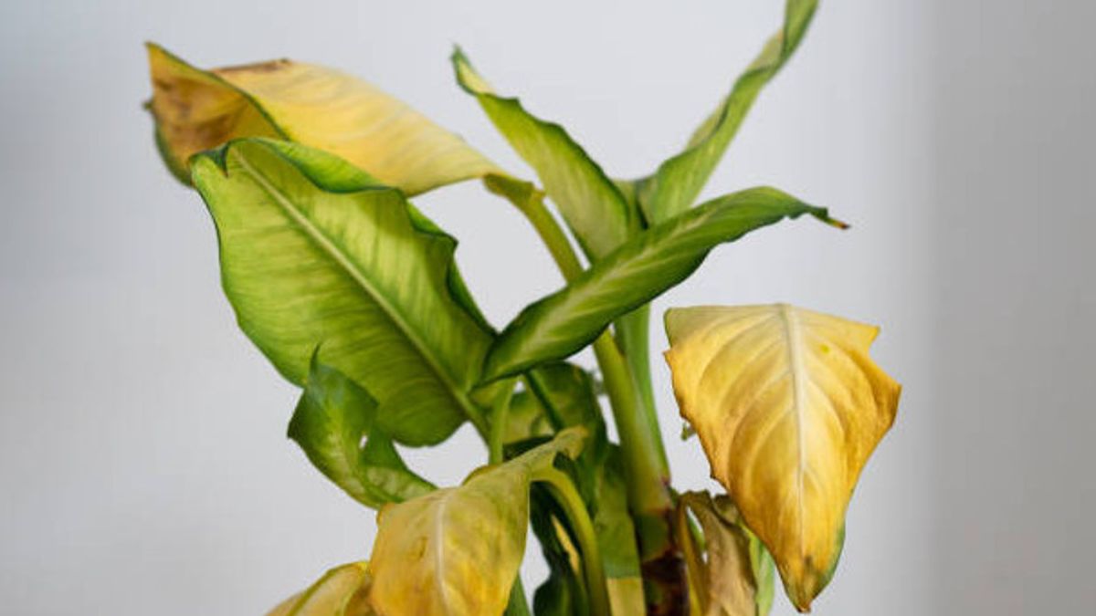 部屋の観賞用植物の葉が黄色に変わる5つの理由