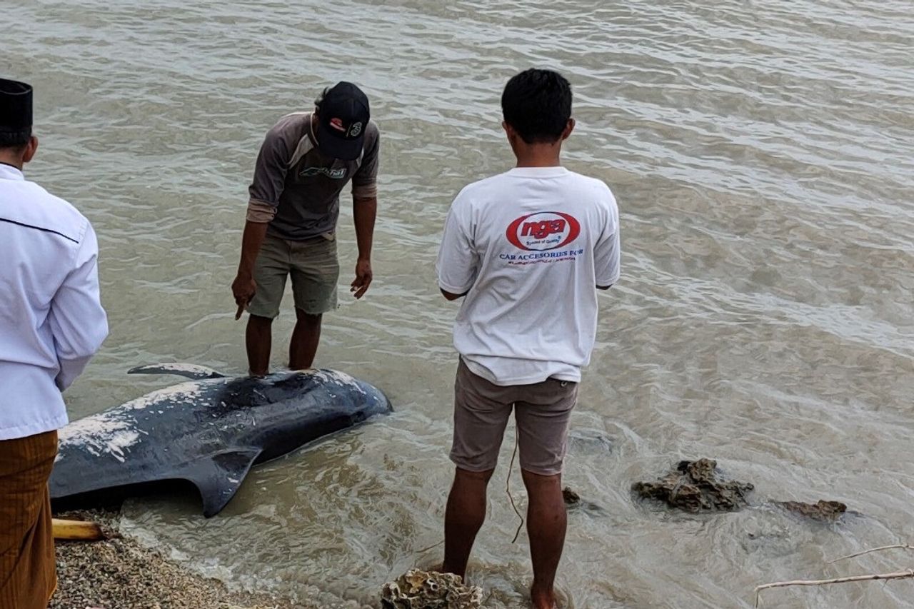Handling Of Stranded Pilot Whales On Madura Beach By The Ministry Of LHK