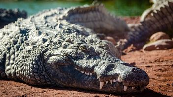 16 Years At Home To The Zoo Without Hawking, This Female Crocodile Is Able To Lay