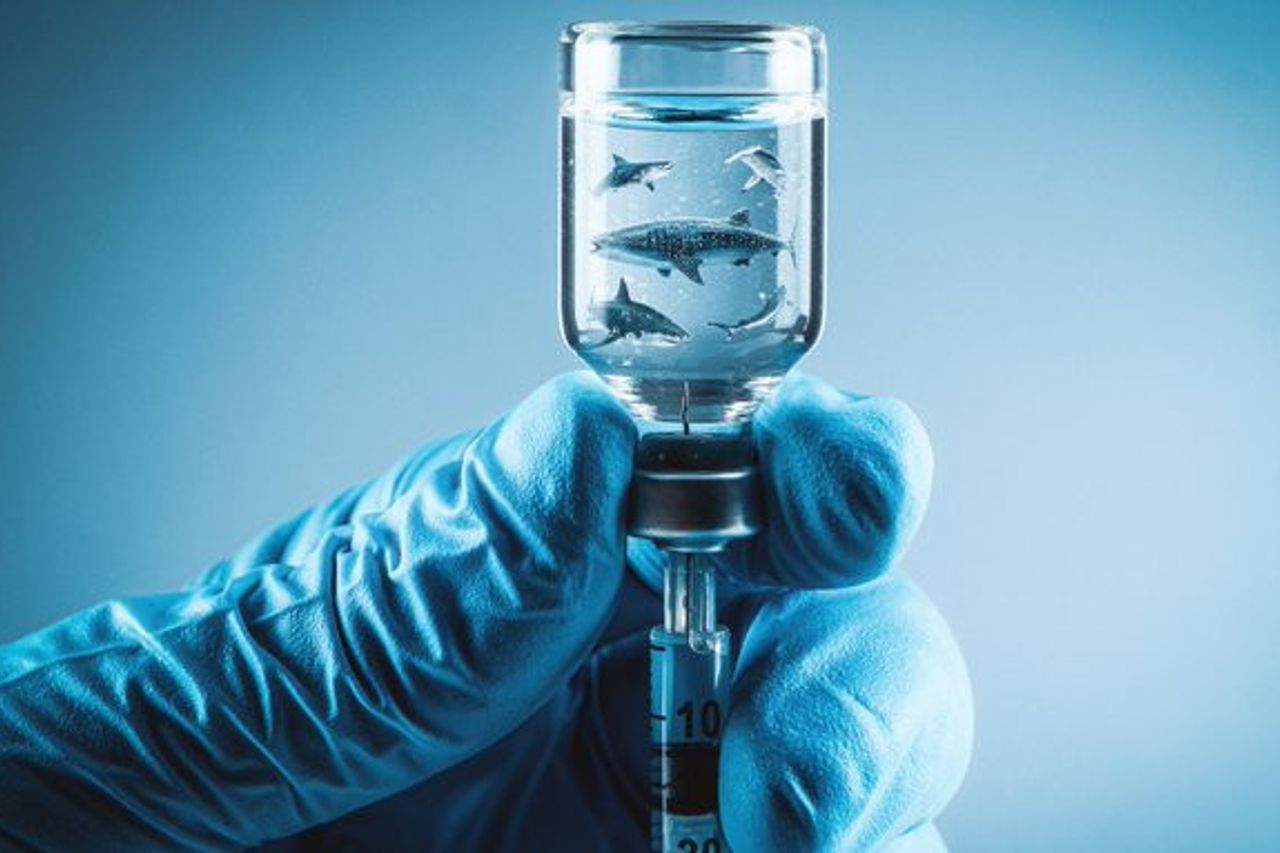 La Production De Vaccins Covid-19 Peut-elle Tuer Plus D'un Demi-million De Requins?