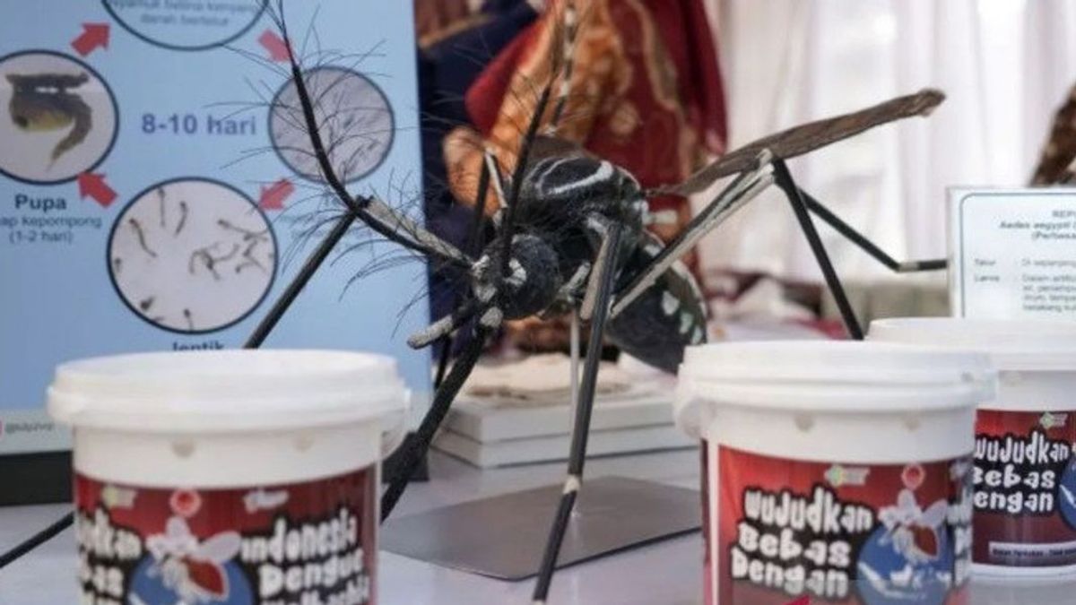 Menkes Budi admet que l’Australie a un « intérêt » lors du test de moustiques Wolbachia à Bali