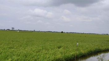 غمرت المياه 8 أيام ، 3489 هكتارا من حقول الأرز في كودوس تفشل في الحصاد وخسر المزارعون 50 مليار