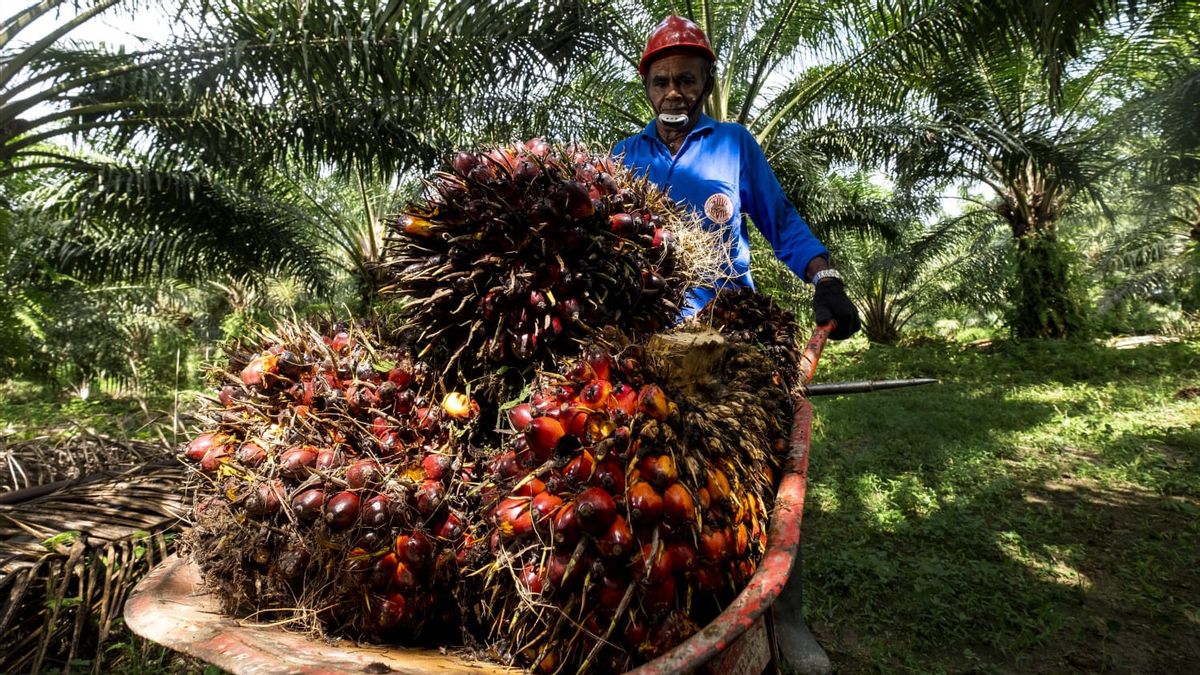 HIPMI推动棕榈油在食品部门的精炼