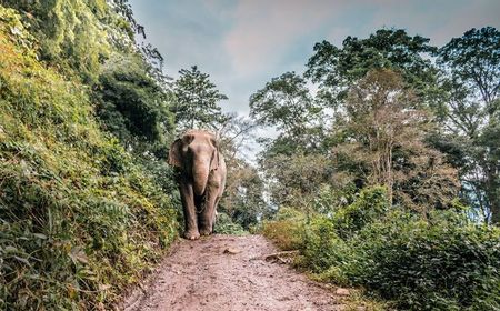 Sempat Sakit Gigi, Gajah Betina di Semarang Zoo Mati