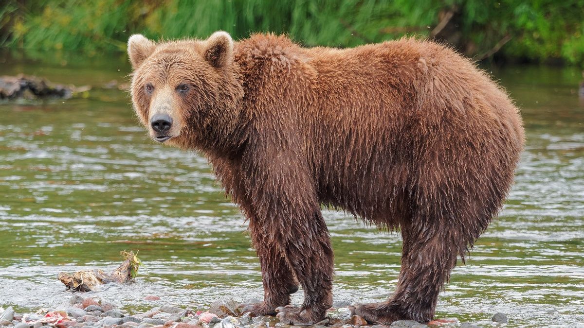 ロシア極東の森を歩いていた男性がヒグマに襲われ死亡