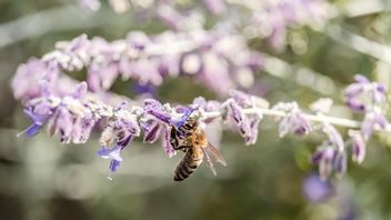 How Do Plants Reproduce? This is the Method of Pollination and Examples