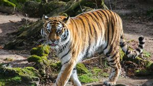 Gegara Pintu Kandang Terbuka, Harimau Serang Petugas Kebersihan Taman Safari Chili hingga Tewas