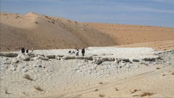 The Findings Of Early Human Traces Reinforce The Fact That Arabia Was A Grassland