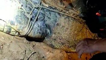 Buaya Pemangsa Bocah di Sungai Sangatta Berhasil Ditangkap Tim BPBD