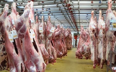 60 Ton Daging Sapi Berpotensi Terkontaminasi Bakteri E.