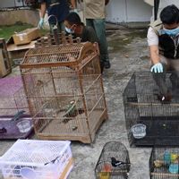 Penyelundupan Burung Dilindungi dari Pontianak Berhasil Digagalkan, Polisi Sita 110 Ekor