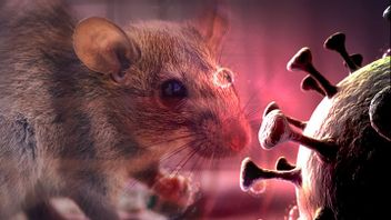 DKI Provincial Government Finds 4 Hantavirus Cases in Jakarta in 2026, One Patient is Still a Suspect