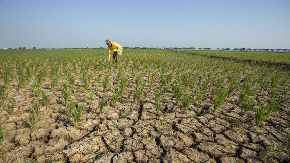 Antisipasi Dampak Kekeringan, Gibran Rakabuming akan Koordinasi dengan Sejumlah Daerah