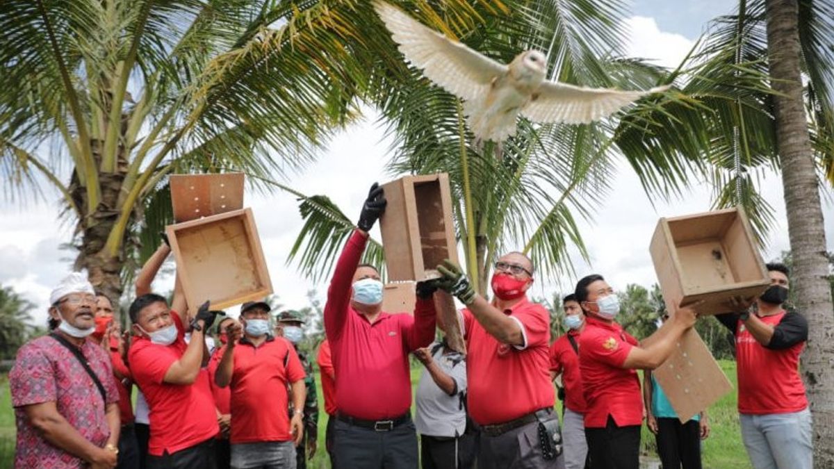 巴厘岛吉安雅丽晶酒店释放一只猫头鹰来控制老鼠