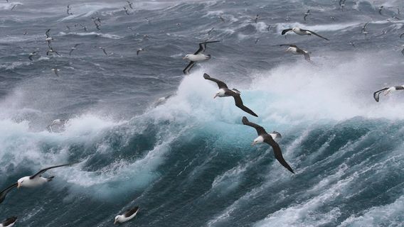 9 Orang Tewas Akibat Kapal Penangkap Ikan Tenggelam di Kepulauan Falkland, Ada 5 ABK Indonesia