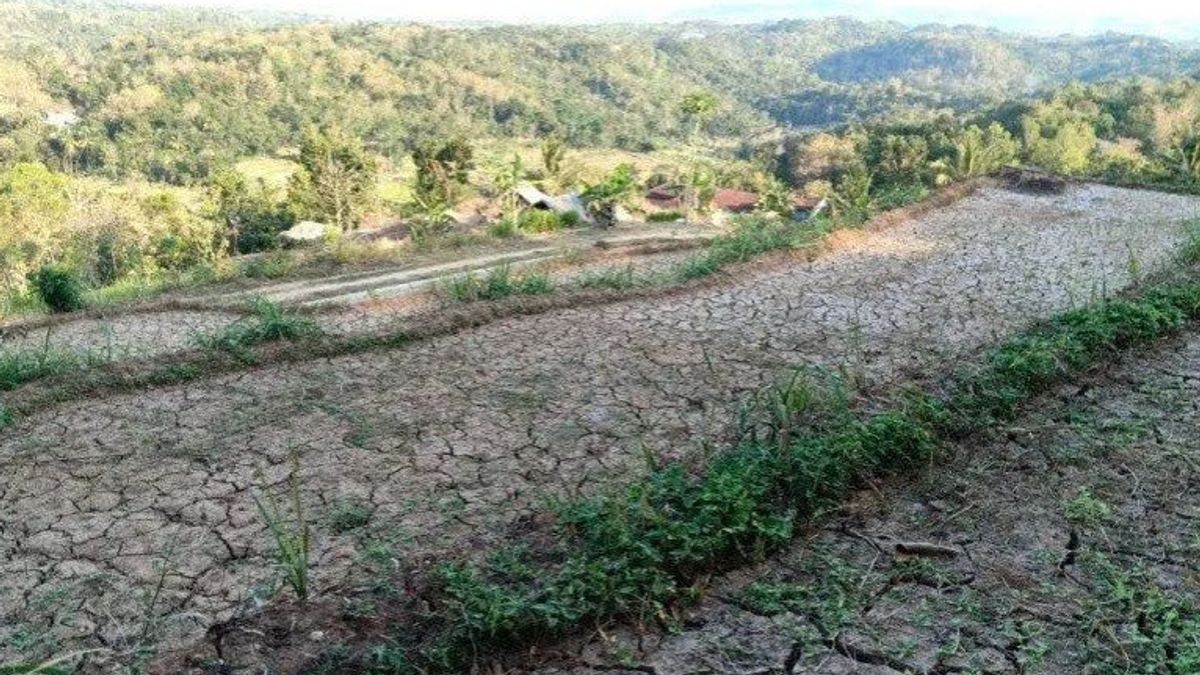 BNPB Reminds Drought Alerts In Java To Nusa Tenggara