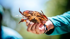 Cepat Cuan Maksimal! Panduan Lengkap Budidaya Kepiting Bakau yang Menguntungkan dari Nol