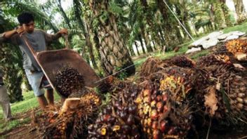 L'industrie de l'huile de palme représente un point culminant pour le revenu des 20,8 millions de citoyens indonésiens