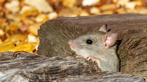 Bumbu Dapur Untuk Mengusir Tikus yang Mudah Ditemukan