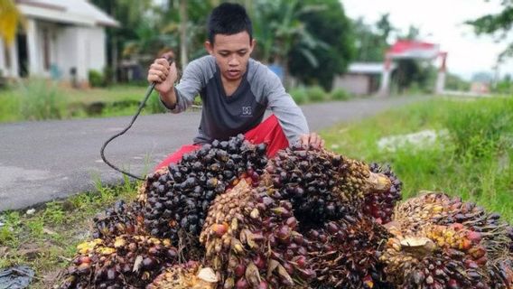 处理世界能源危机，FMIPA UI教授建议发展棕榈油行业创新