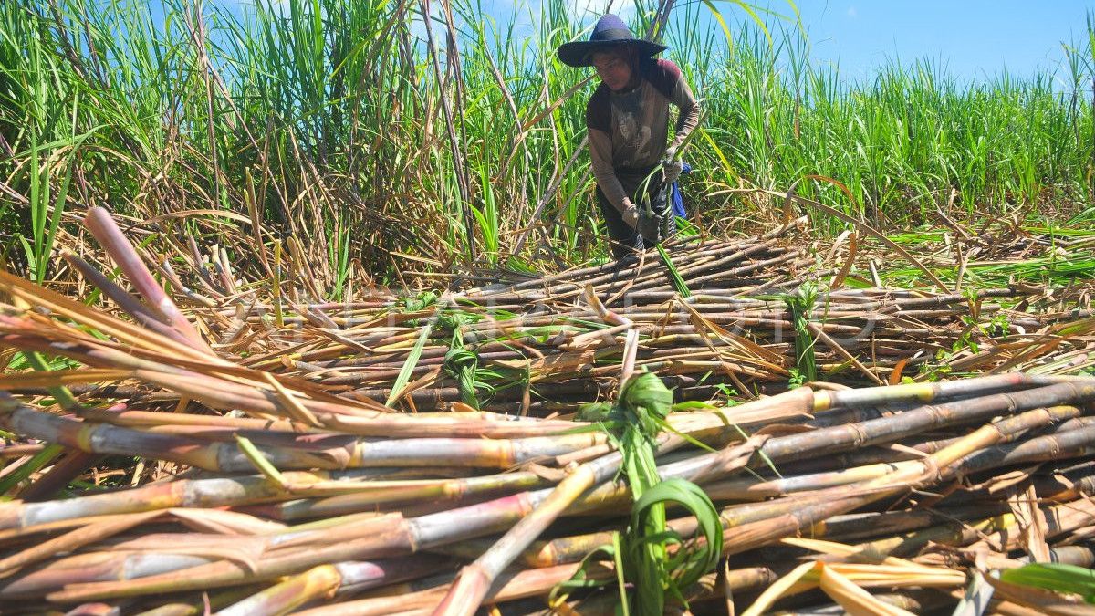 Kemenkop Perkuat Ekosistem Petani Tebu Jatim, Wujudkan Ketahanan Gula