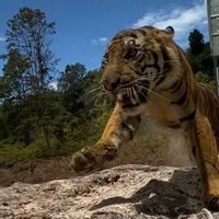 Harimau Sumatra Suro Dilepasliarkan di Taman Nasional Gunung Leuser
