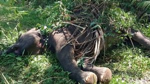 Electric Wire Installed By Central Acehnese In Plantation Area Kills Male Elephant