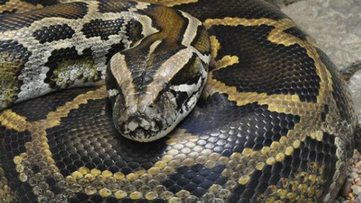 Residents Report Frequently Losing Chickens, After Checking, Officers Meet 2 Meter Pythons On Residents' House Ceiling