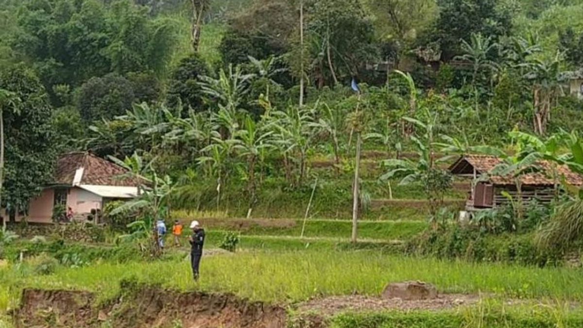 Belasan Hektare Persawahan di Cianjur Gagal Panen Dampak Pergerakan Tanah, Petani Rugi Ratusan Juta
