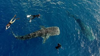 Governor Rusli Asks Sandiaga's Support In Promoting Gorontalo Destinations Including Whale Shark Tourism