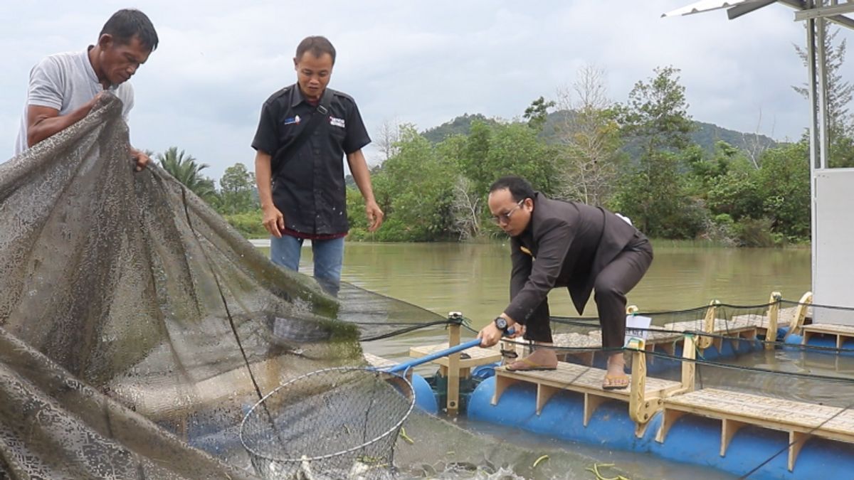 Di Bekas Lubang Tambang Bangka Tengah, Ribuan Bibit Ikan Ditebar