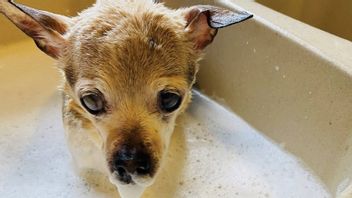 Happy Jalan Pebbles! The Oldest Terrier In The World Dies At The Age Of 22