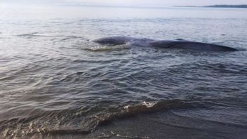 東ロンボク島のビーチで立ち往生しているクジラを救おうとする住民の支援を受けたTNI-Polri