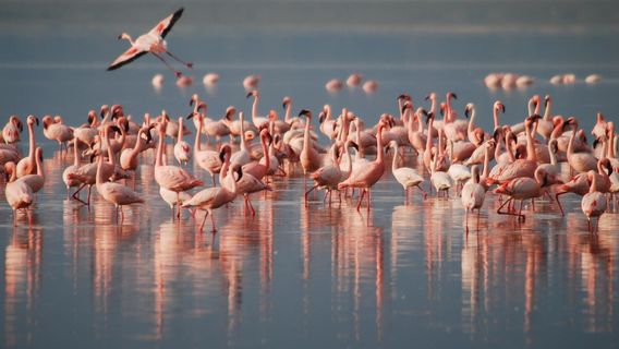 インドで何千ものフラミンゴがきれいな空気を楽しんでいるのを見る