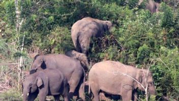 野生大象群 Ubrak-abrik 土地 在亚齐再也重新种植油棕