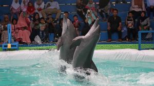 Viral Lucinta Luna Tunggangi Lumba-lumba, BKSDA Cek Dolphin Lodge Bali yang Sudah Tak Boleh Beroperasi