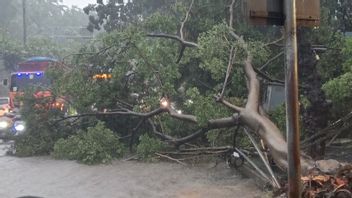 大雨と強風が東ジャカルタを襲い、デュレンサウィットに大きなアンサナの木を寄付