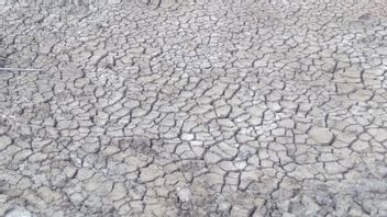 カラワンの1,000ヘクタールの田んぼが干ばつに見舞われました
